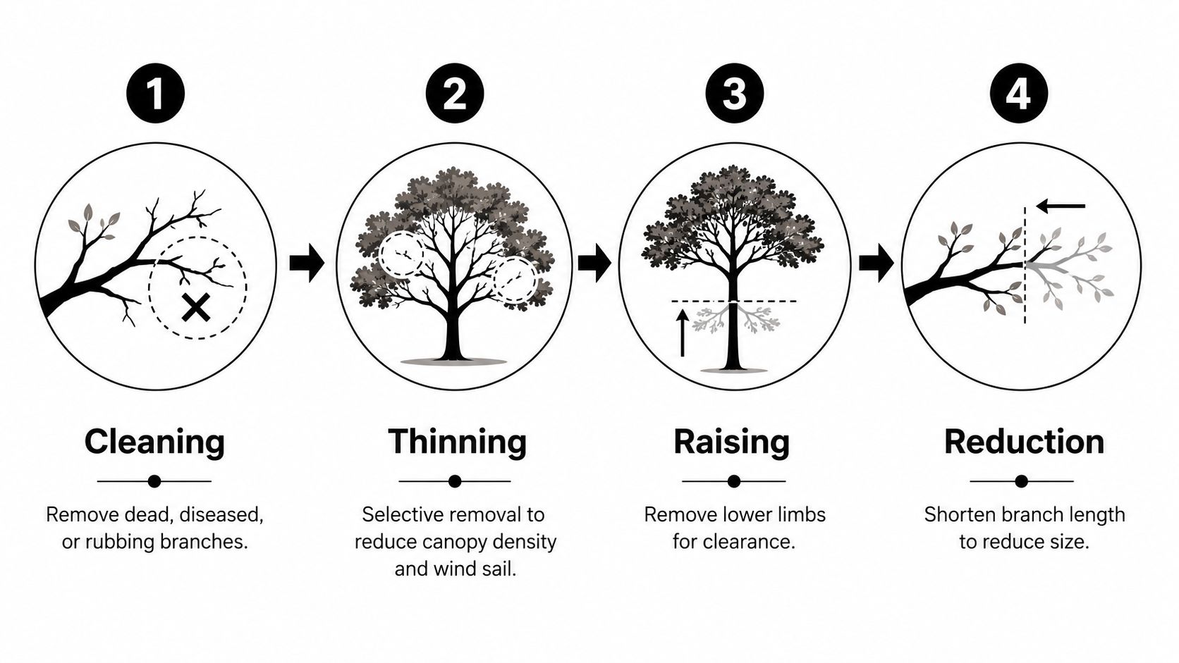 An infographic illustrating four distinct tree care methods: cleaning, thinning, raising, and reduction with brief explanations.